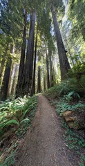 redwood sequoia trees tree in forest with other plants