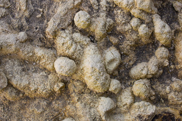 Texture of marine sedimentary rock. Coprolites of the ancient inhabitants of the sea.