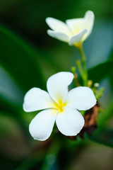 Frangipani White Tropical Aroma Flower Tree. Plumeria Blossom