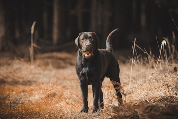 Brauner Labrador Rüde mit Ball im Wald