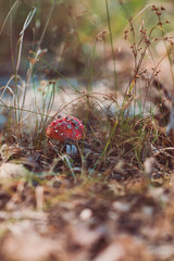 Magic mushroom in the wild Amanita Muscaria