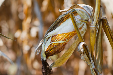Corn on stalk in early fall