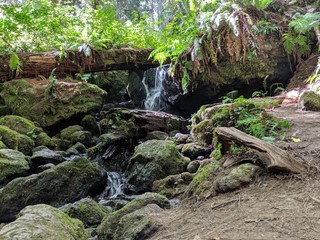 Fototapeta premium sequoia redwood tree in forest waterfall 