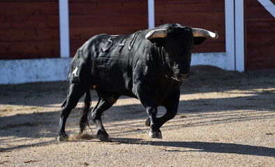 toro español corriendo en una plaza de toros en un espectaculo