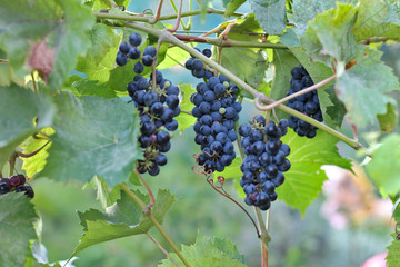 ripe dark grapes hanging on the vine. Harvest of future red wine in the vineyard in the sunshine