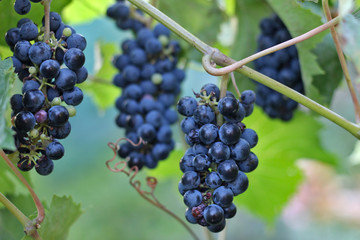 ripe dark grapes hanging on the vine. Harvest of future red wine in the vineyard in the sunshine
