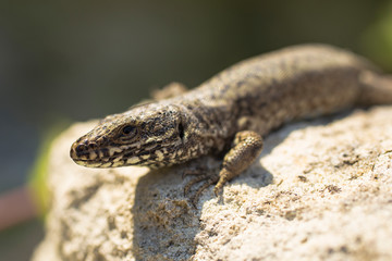 Fototapeta premium The sand lizard (Lacerta agilis) is a lacertid lizard. An old lizard resting on a rock on a Sunny day. The wise reptile, enjoy the passing life.