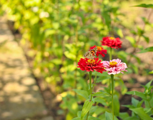 red flowers with a yellow core on a background of blurred green foliage. Butterfly on a flower