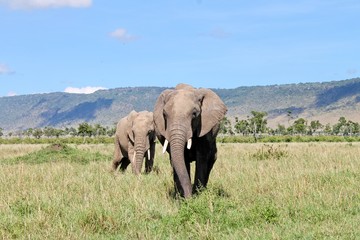 elephant in kenya 