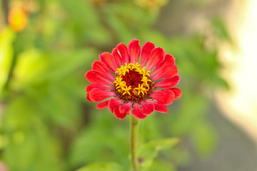 red flowers with a yellow core on a background of blurred green foliage