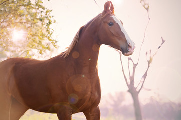 portrait of running  chestnut Marwari mare. India