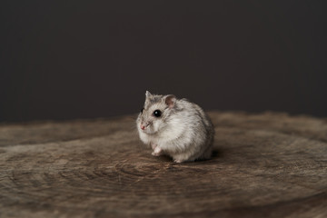 Fototapeta na wymiar Small domestic hamster. Dwarf hamste. Little pet hamster