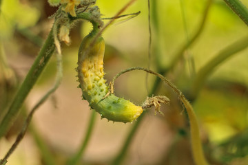 lonely unripe cucumber hanging on a plant on a farm