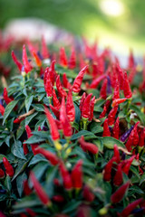Chili pepper