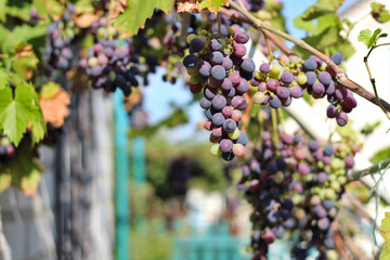 ripe dark grapes hanging on the vine. Harvest of future red wine in the vineyard in the sunshine
