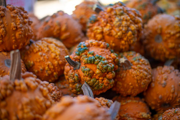 Autum Harvest, Warty pumpkins