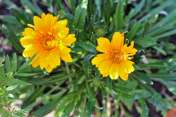 yellow daisy-like flowers on a background of green foliage. Top view