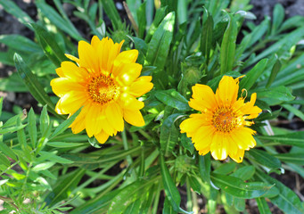 yellow daisy-like flowers on a background of green foliage. Top view