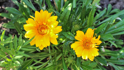 yellow daisy-like flowers on a background of green foliage. Top view