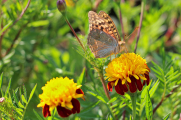 red flowers with a yellow core on a background of blurred green foliage. Butterfly on a flower