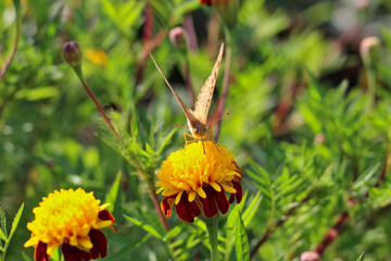 red flowers with a yellow core on a background of blurred green foliage. Butterfly on a flower