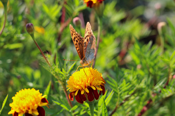 red flowers with a yellow core on a background of blurred green foliage. Butterfly on a flower