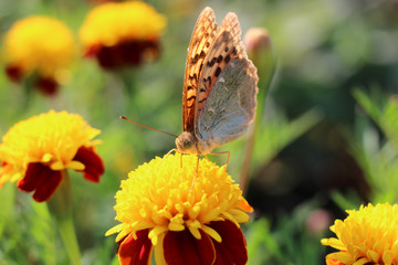 red flowers with a yellow core on a background of blurred green foliage. Butterfly on a flower