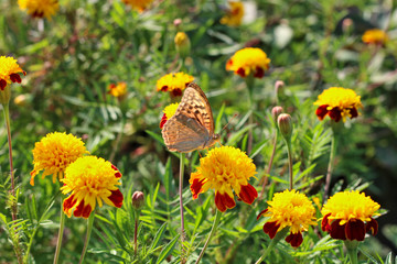 red flowers with a yellow core on a background of blurred green foliage. Butterfly on a flower