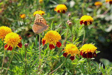 Fototapeta premium red flowers with a yellow core on a background of blurred green foliage. Butterfly on a flower