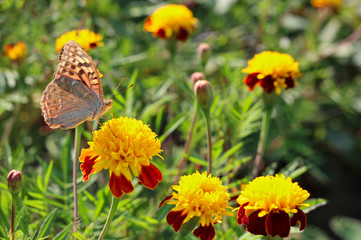 red flowers with a yellow core on a background of blurred green foliage. Butterfly on a flower