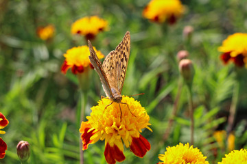 red flowers with a yellow core on a background of blurred green foliage. Butterfly on a flower