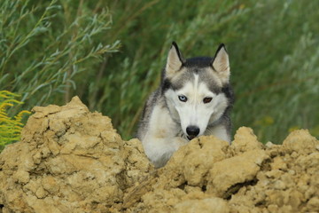 Husky klettert auf Steine