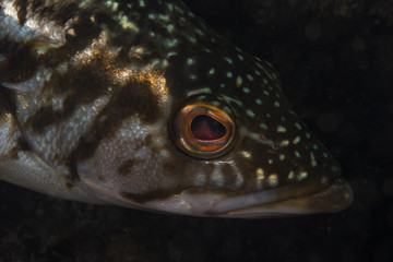 Kelp Bass close up