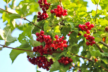 Harvest of viburnum on a bush