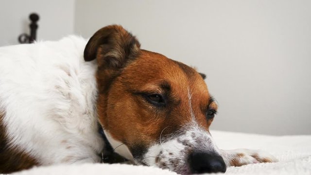 Pampered brown and white dog sleeping in bed. A pure breed Jack Russell Terrier rescue enjoys it's new adoptive home. Macro shot shows loving family pets and dog friendly hotels.