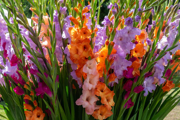 Gladiolen (Gladiolus)