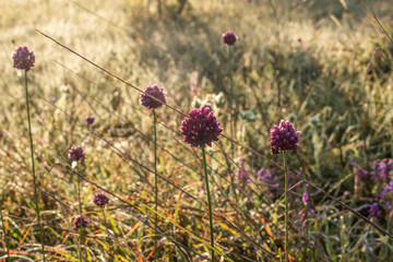 Natural background. Natural habitat. Plants in the frame.