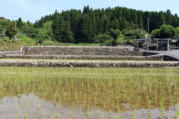 球磨村　　鬼ノ口の棚田