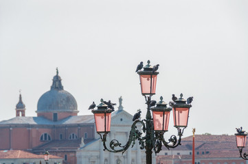 Fototapeta na wymiar Pigeon birds sitting on traditional Venice pink glass street lanterns