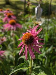 Echinacea flower growing in a garden