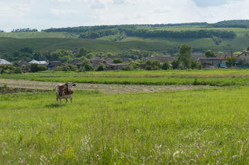 Cute milking cow grazing on a paddock with village on the background