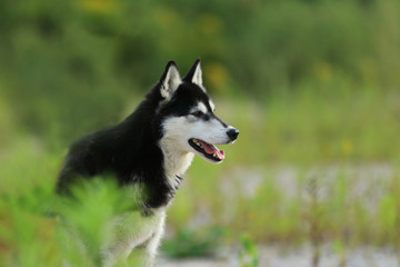 Profil Husky im Grünen