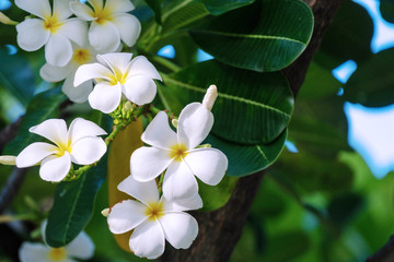 Blossom white plumeria with yellow pollen and leaf on tree. Frangipani Flower blooming on nature background. White floral for spa concept.