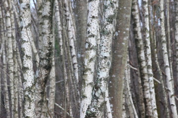 Fototapeta na wymiar Forêt de bouleaux en hiver