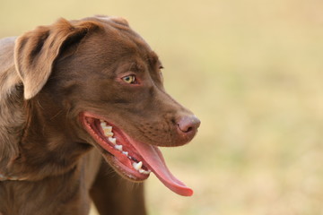 Portrait von einem braunen Labrador
