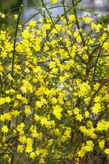 満開のレンギョウ