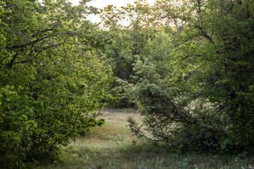 Obraz premium Natural background of green plants. Vegetation in the natural environment.