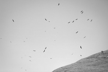 silhouette of f lock of vultures flying above hill in black and white, spooky