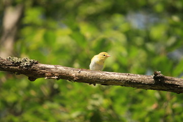bird on branch