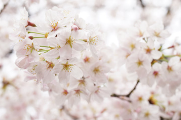 Fototapeta na wymiar 桜の花（染井吉野）